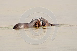 Hippos in a fight