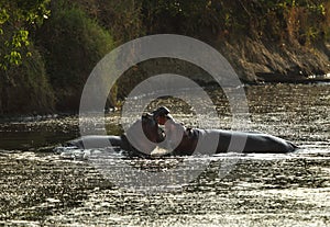 Hippos fight, Masai Mara