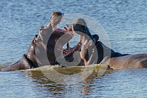Hippos Fight Wildlife