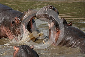 Hippos Fighting in Africa