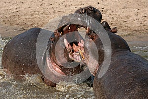 Hippos Fighting in Africa