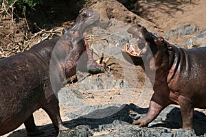 Hippos Fighting in Africa