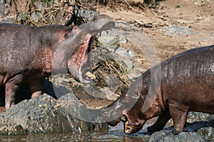 Hippos Fighting in Africa