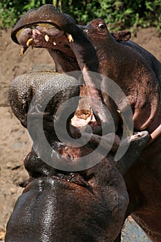Hippos Fighting in Africa
