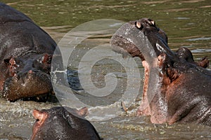 Hippos Fighting in Africa