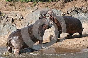 Hippos Fighting in Africa