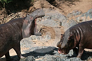 Hippos Fighting in Africa