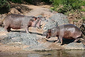 Hippos Fighting in Africa