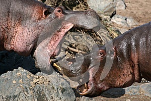 Hippos Fighting in Africa