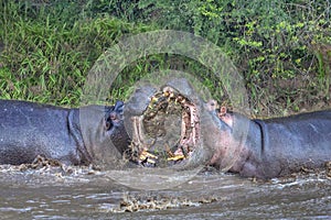 Hippos fighting in the Mara River, Kenya, Africa