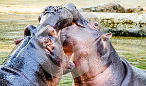 Hippo fight!