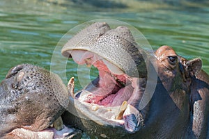 Hippos fighting in the water