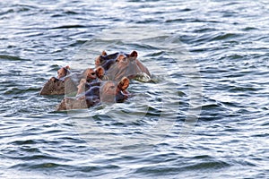 Hippos floating in lake Naivasha