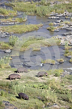 Hippos graze on a river bank.