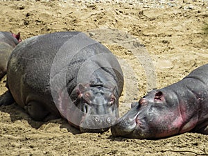 Hippos having sun bathing