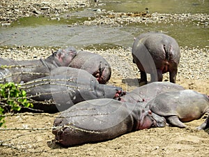 Hippos having sun bathing