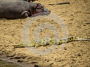 Hippos having sun bathing with a crocodile