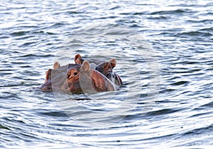 Hippos with heads above the water