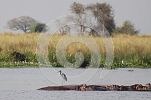 Hippos and Heron in an African Swamp