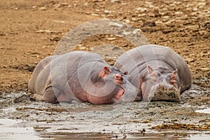 Hippos Hippopotamus amphibious relaxing next to water during the day, Queen Elizabeth National Park, Uganda.