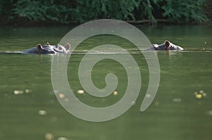 Hippos Hippopotamus amphibius in the Gambia River.