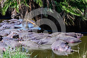 Hippos (hippopotamus amphibius) in pond at the Serengeti national park, Tanzania. Wildlife photo