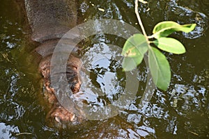 HIPPOS HIPPOPOTAMUSES IN WATER