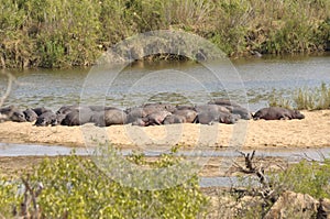 Hippos at Kruger Park