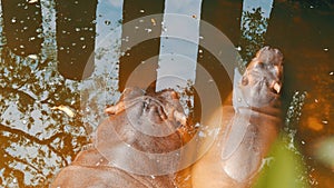 Hippos lie in an artificial pond in zoo. Mom hippo and baby lie in water