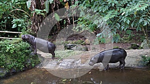 Hippos love playing by the river