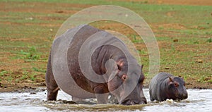 Hippos love to drink water.