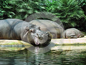 Hippos lying on the shore in zoo
