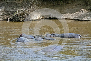 Hippos, Maasai Mara Game Reserve, Kenya