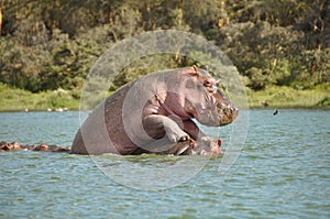 Hippos making love