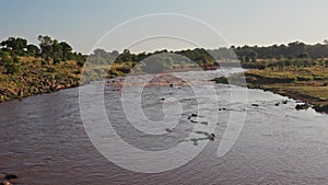 Hippos in Mara River Aerial Drone Shot View, Beautiful African Landscape Scenery of a Group of Hippo