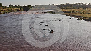 Hippos in Mara River Aerial Drone Shot View, Beautiful African Landscape Scenery of a Group of Hippo