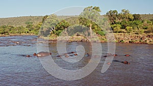 Hippos in Mara River Aerial Drone Shot View, Beautiful African Landscape Scenery of a Group of Hippo