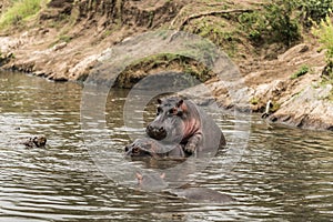 Hippos mating in river, Serengeti, Tanzania