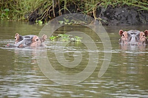Hippos in a National Park in Africa