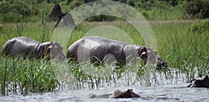 Hippos in a National Park in Africa