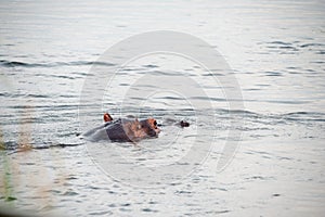 Hippos, Nile River, Uganda, East Central Africa