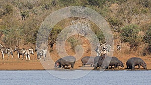 Hippos and plains zebras - Kruger National Park