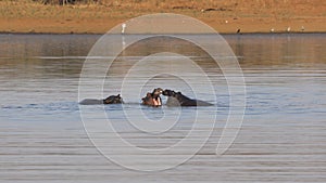 Hippos play fighting - Kruger National Park