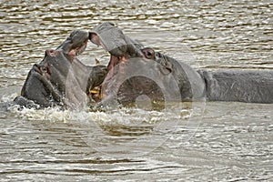 Hippos play-fighting in river, Kenya