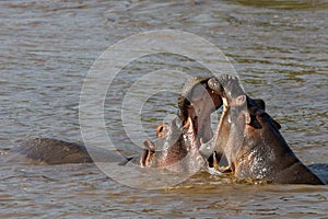 Hippos playing in the Mara River, Kenya, Africa