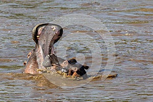 Hippos playing in the Mara River, Kenya, Africa