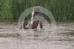 Hippos playing in the water