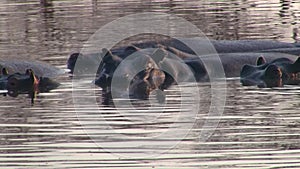 Hippos in a pond, Makgadikgadi NP, Botswana