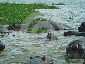 hippos in a pond on a surface