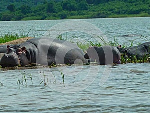 hippos in a pond on a surface